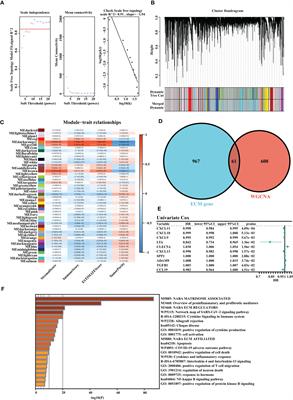 Leveraging various extracellular matrix levels to assess prognosis and sensitivity to immunotherapy in patients with ovarian cancer